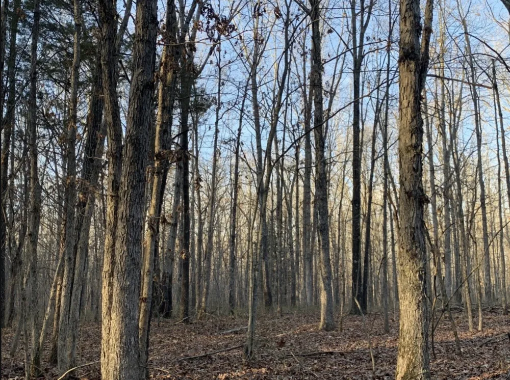 3 Summertown Hwy Summertown, TN 38483
