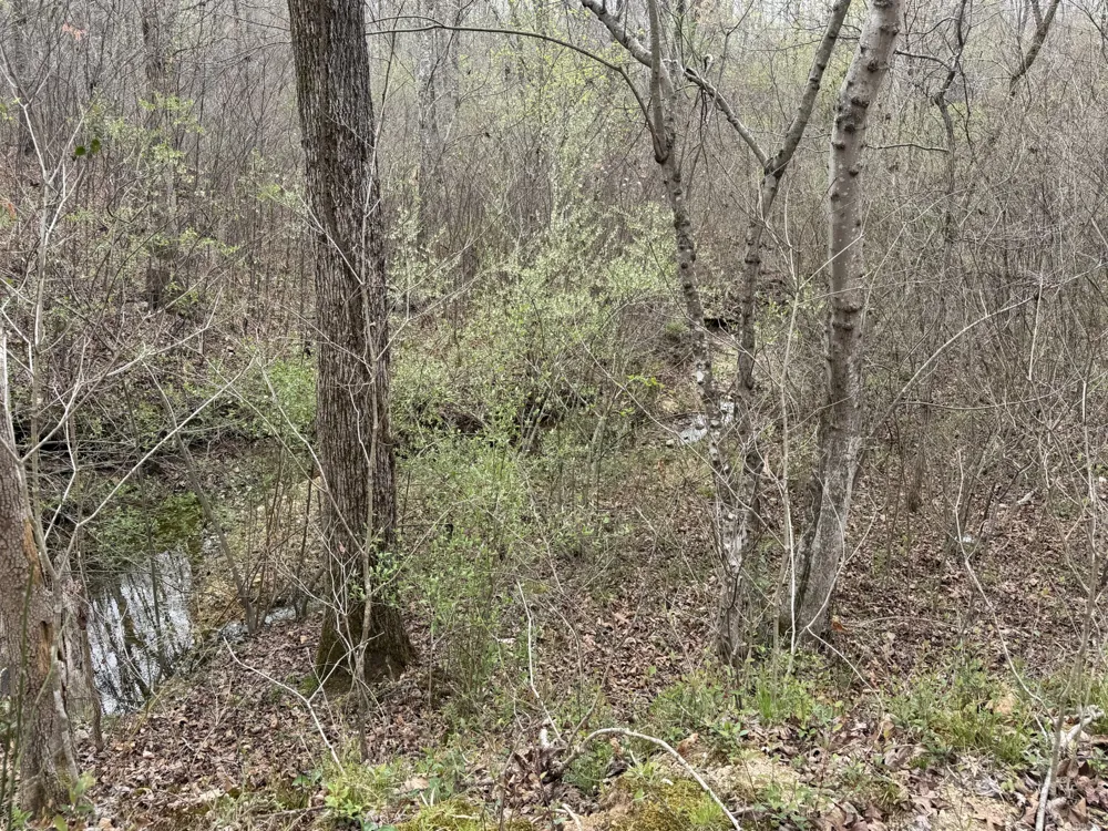 130 Trace view DR Summertown, TN 38483