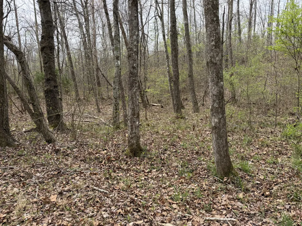 130 Trace view DR Summertown, TN 38483