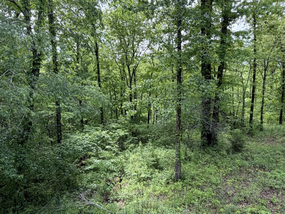 130 Trace view DR Summertown, TN 38483