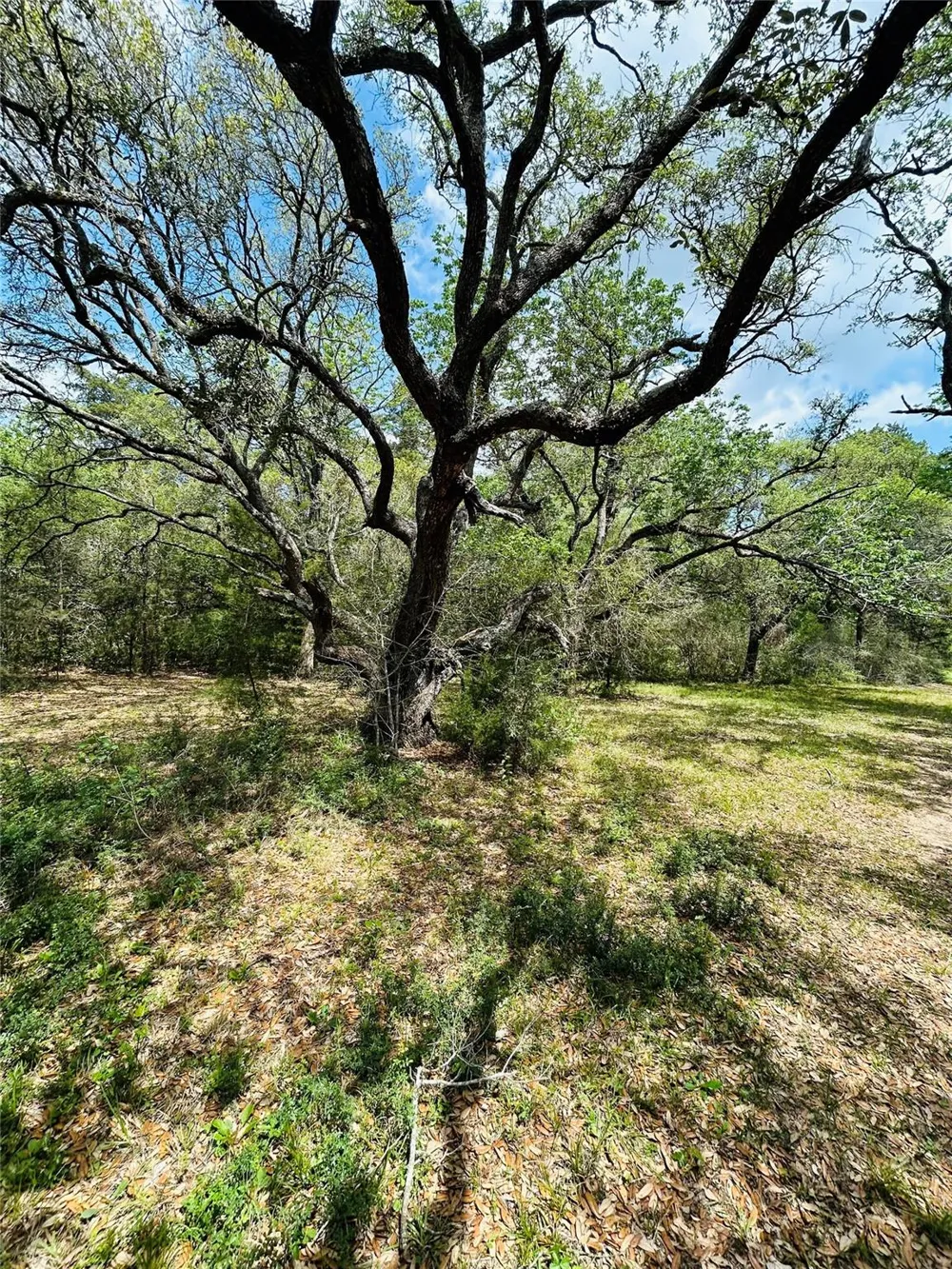 32 Dunlavy Cat Spring, TX 78933