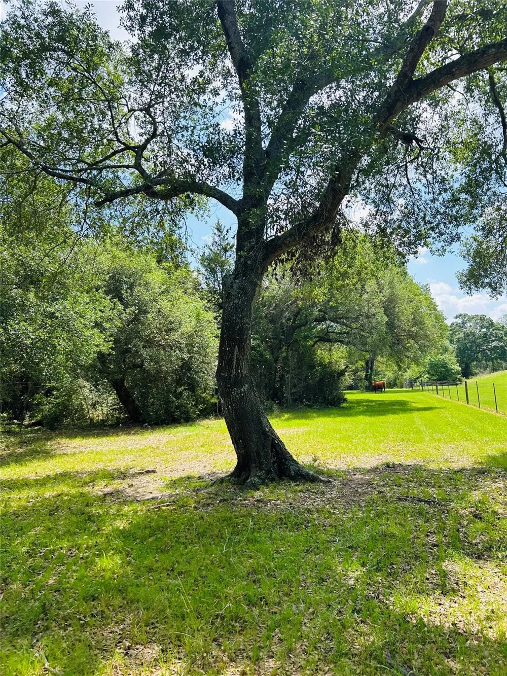 32 Dunlavy Cat Spring, TX 78933