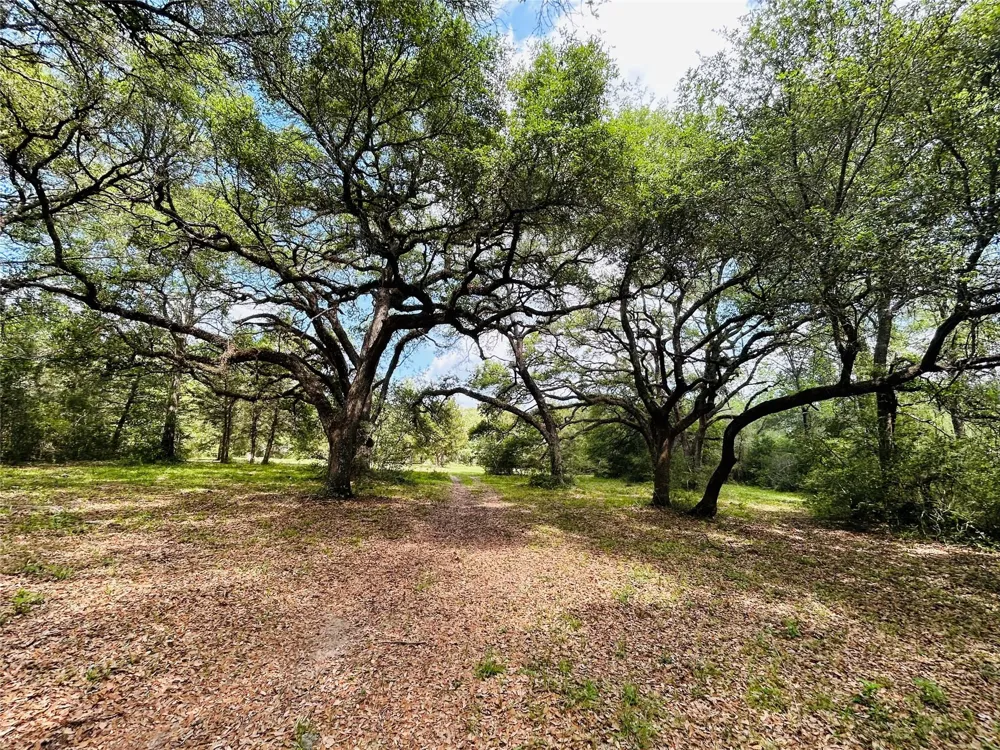 32 Dunlavy Cat Spring, TX 78933