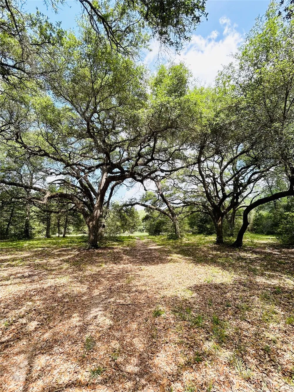 32 Dunlavy Cat Spring, TX 78933