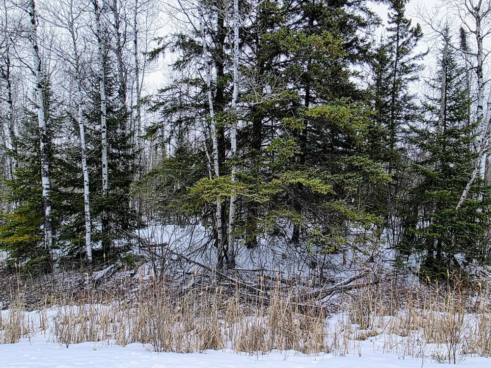 TBD County Road 91 International Falls, MN 56649