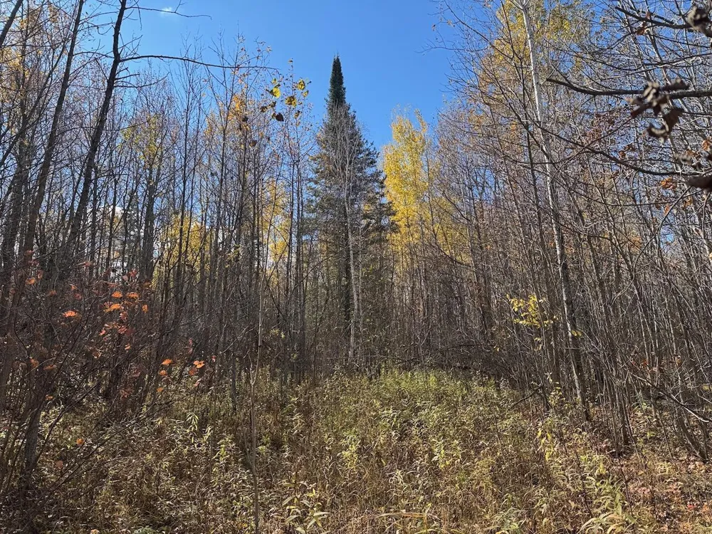 TBD Spangrud Court NE Kelliher, MN 56650