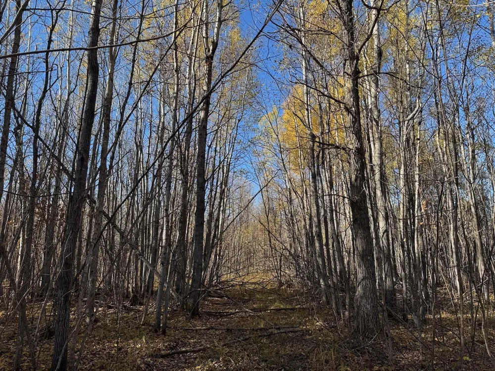 TBD Spangrud Court NE Kelliher, MN 56650