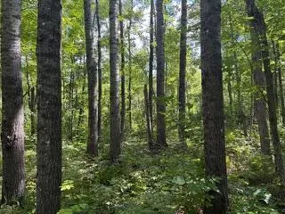 64838 Kingsdale Road Sandstone, MN 55072