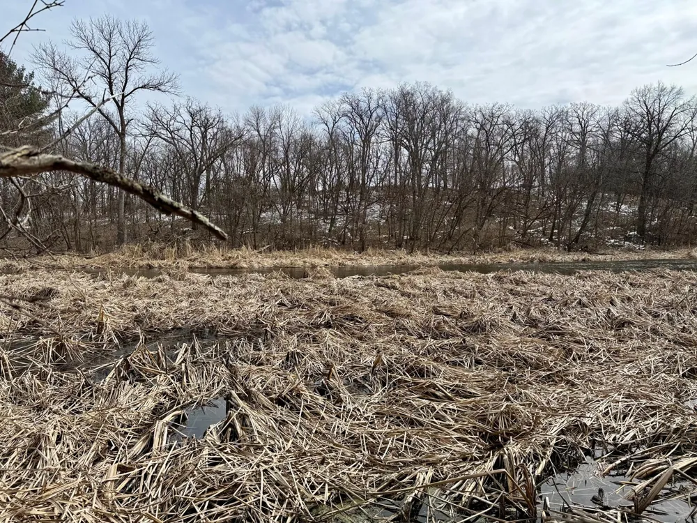 TBD Basswood Drive Sauk Centre, MN 56378