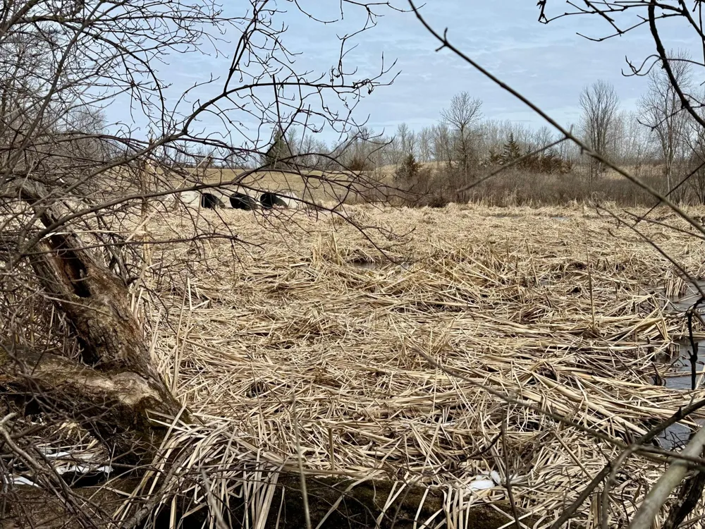 TBD Basswood Drive Sauk Centre, MN 56378