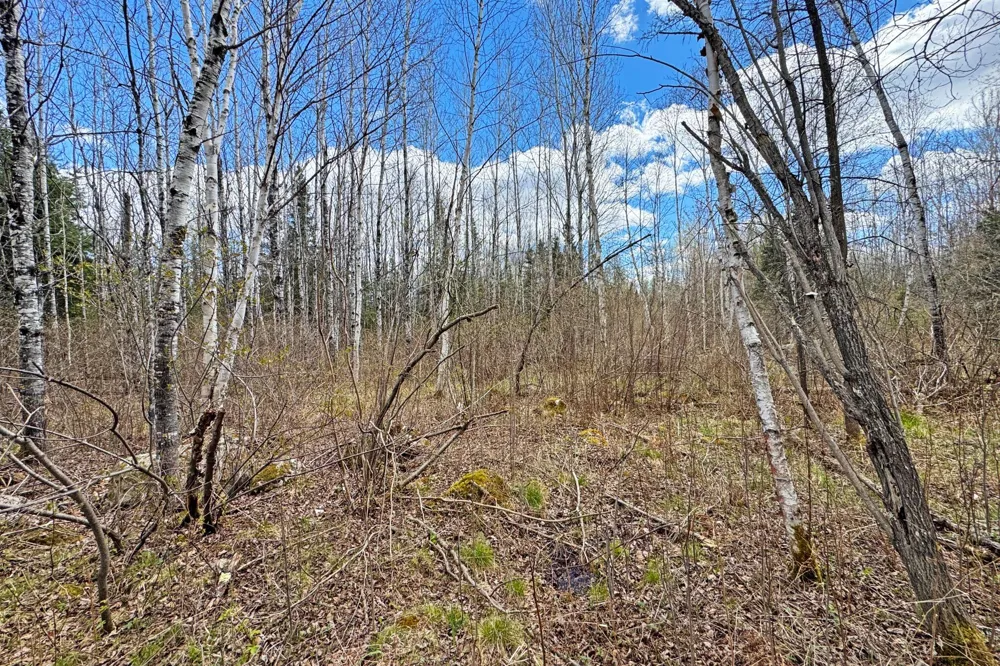4268 Crane Lake Road Orr, MN 55771