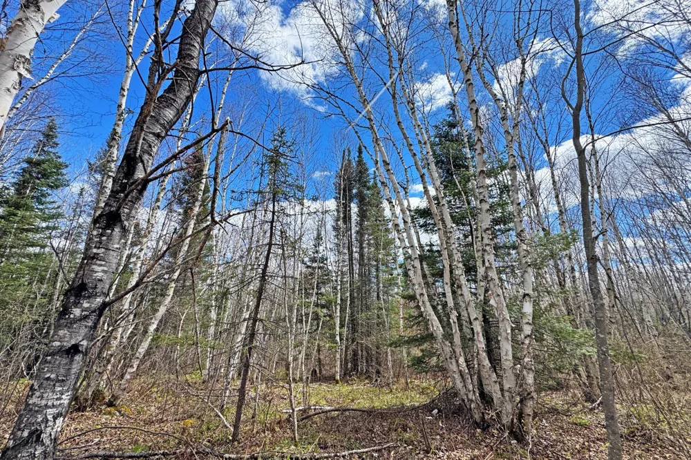4268 Crane Lake Road Orr, MN 55771