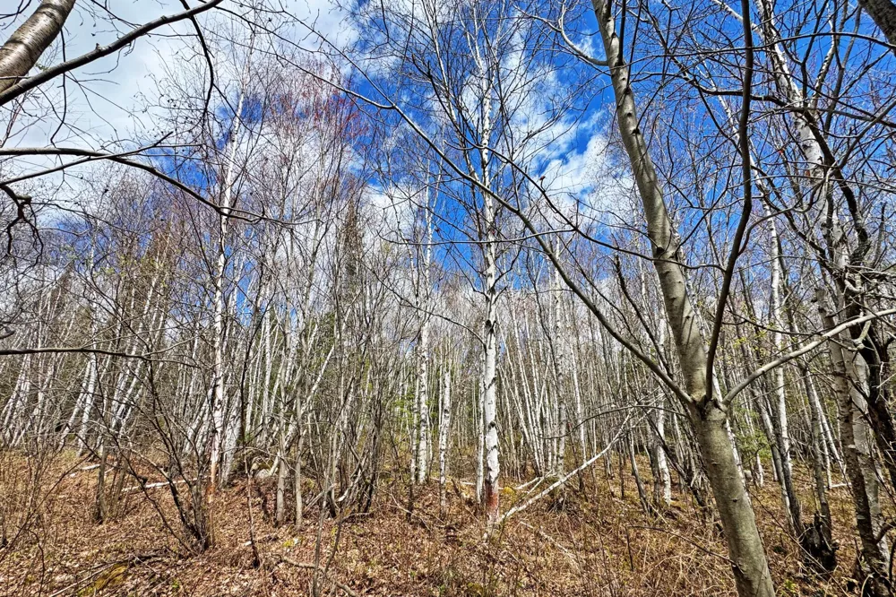 4268 Crane Lake Road Orr, MN 55771
