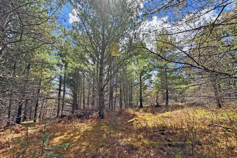 4268 Crane Lake Road Orr, MN 55771