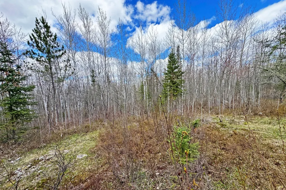 4268 Crane Lake Road Orr, MN 55771