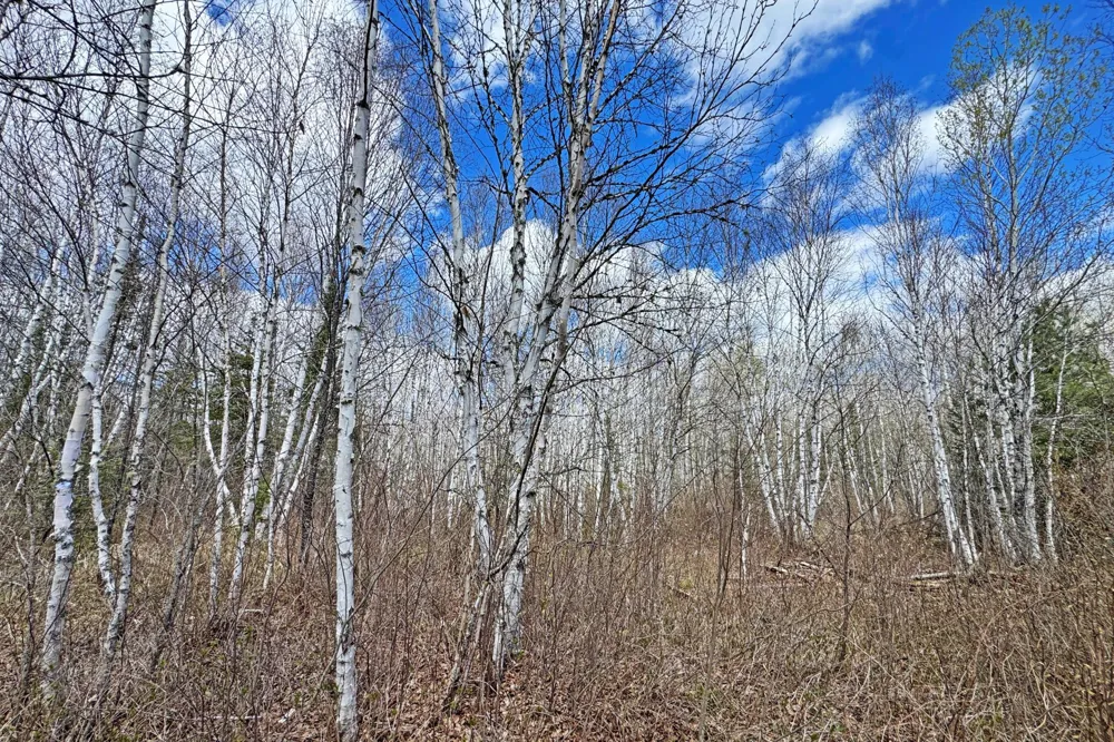 4268 Crane Lake Road Orr, MN 55771