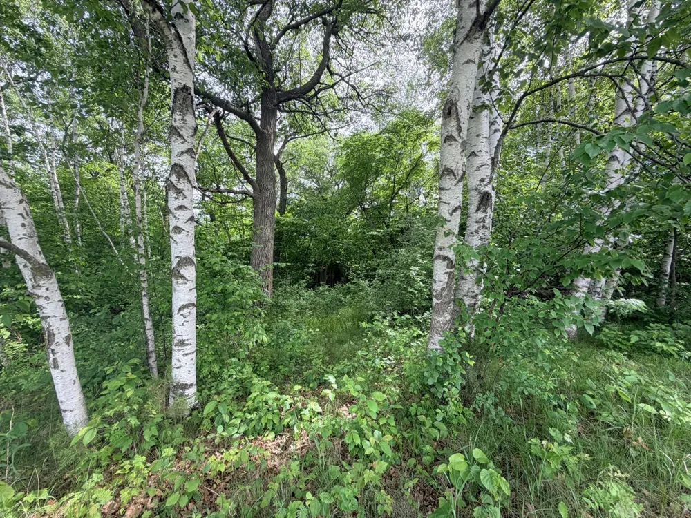 21781 Trestle Ridge Road Albany, MN 56307