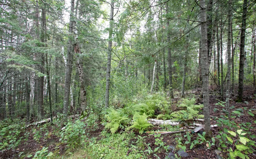 TBD Libby Lake Road Nashwauk, MN 55769