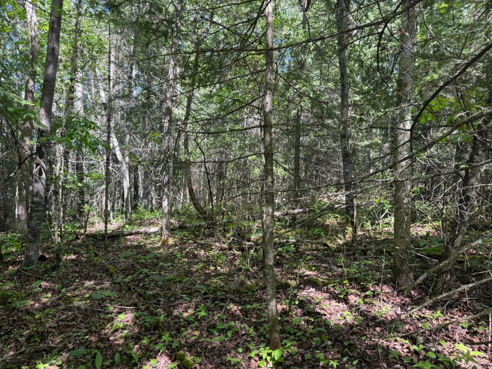 TBD Town Road 211 International Falls, MN 56649