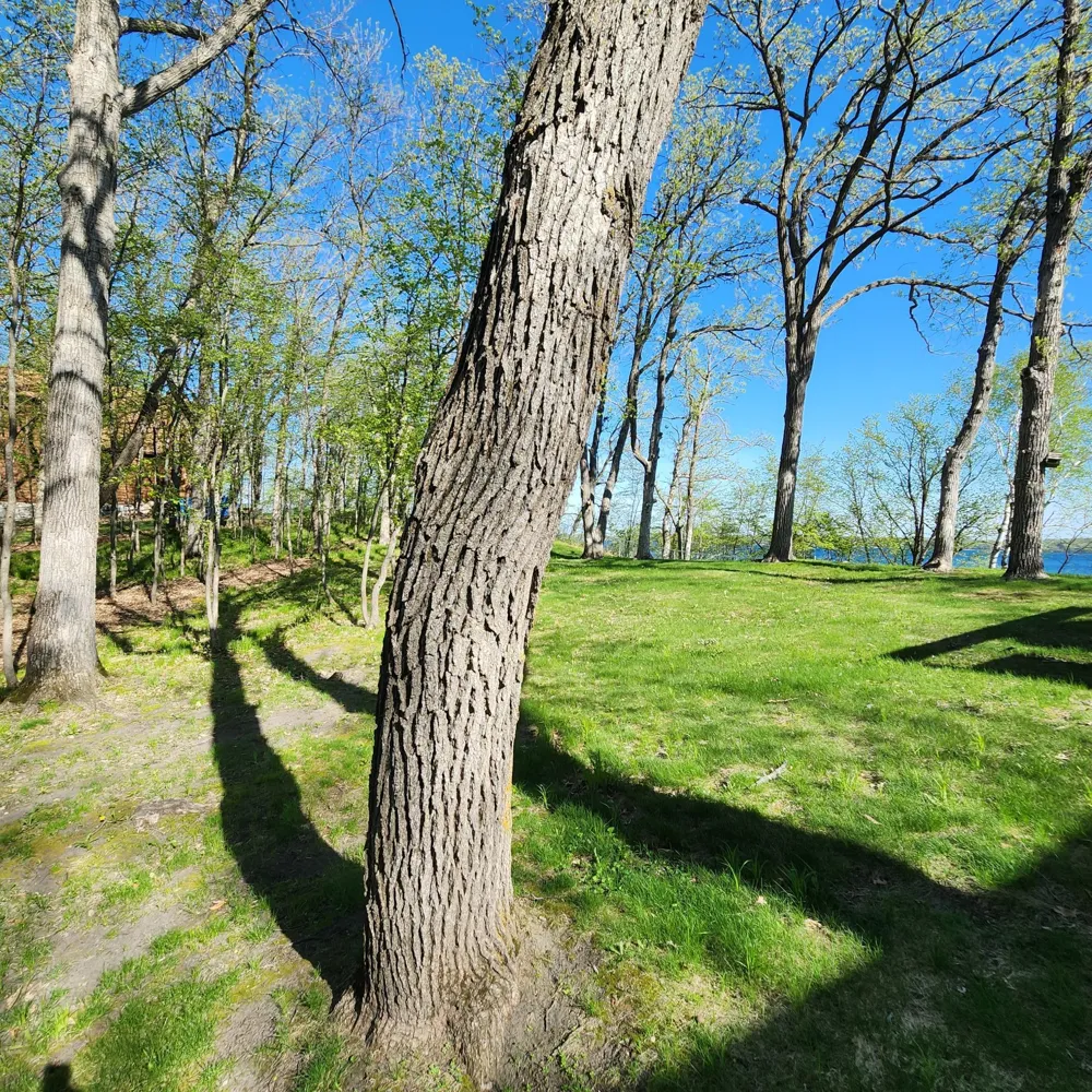 TBD Knollwood Lane Pelican Rapids, MN 56572