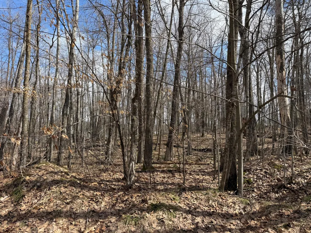 TBD Ripley Spur Road Sarona, WI 54870