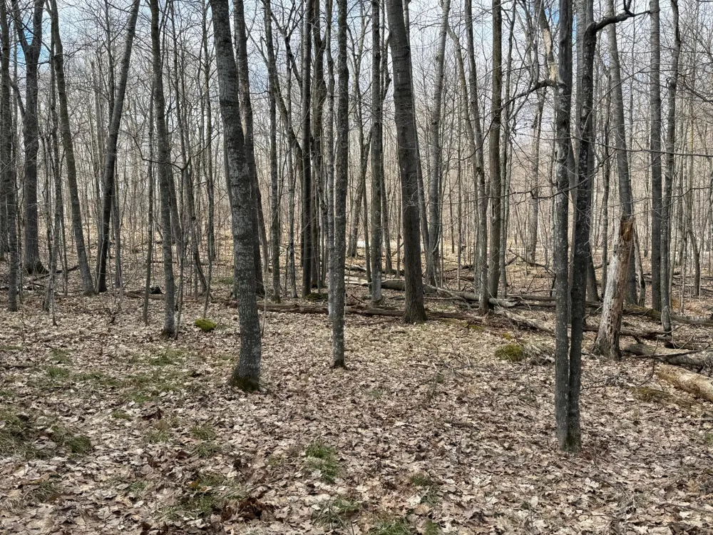 TBD Ripley Spur Road Sarona, WI 54870