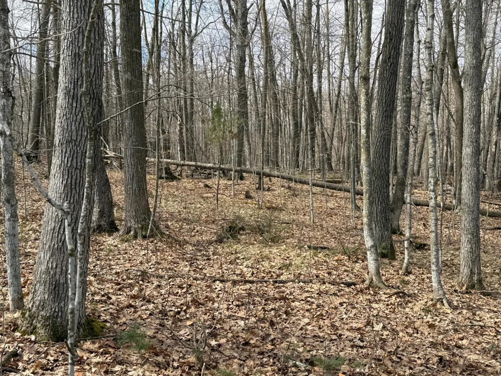 TBD Ripley Spur Road Sarona, WI 54870