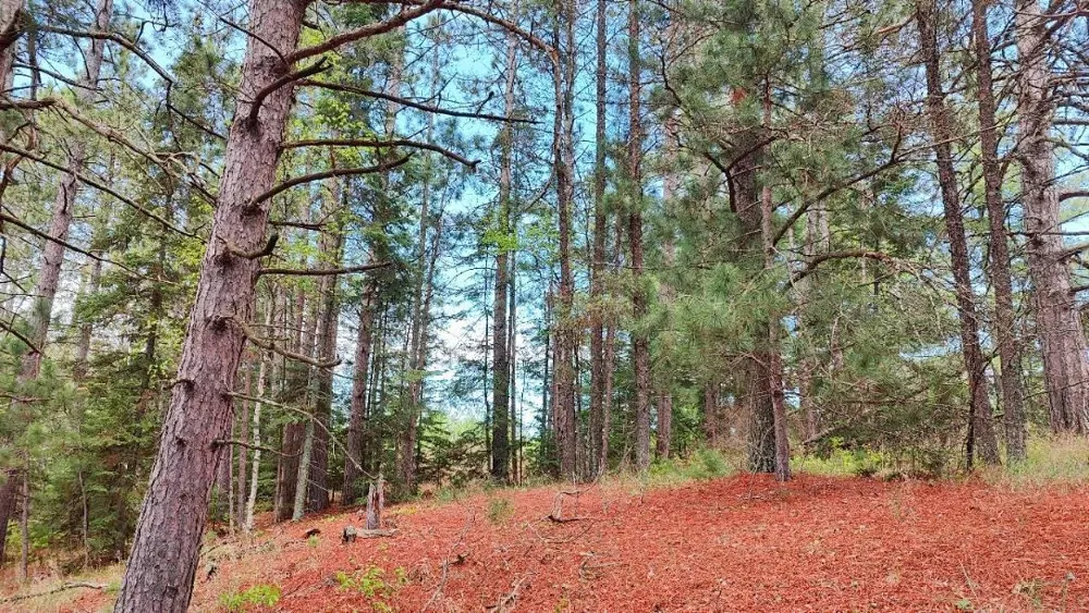 80064 Osprey Pass Tower, MN 55790