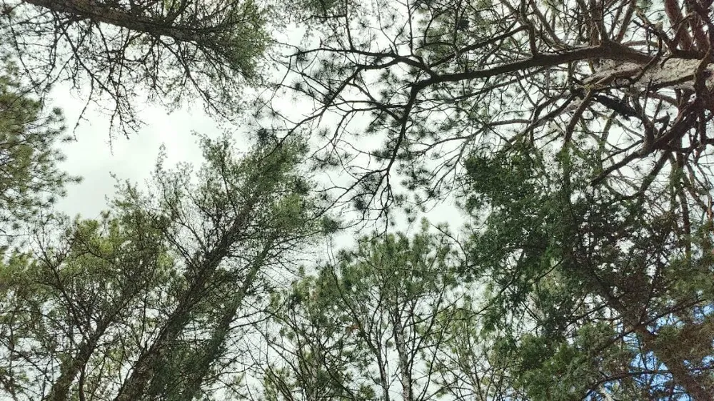 80064 Osprey Pass Tower, MN 55790