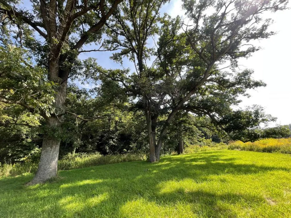 TBD-C County 8 Spring Grove, MN 55954