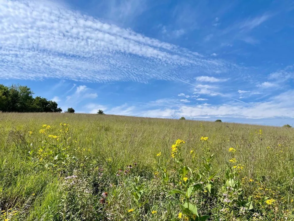 TBD-C County 8 Spring Grove, MN 55954