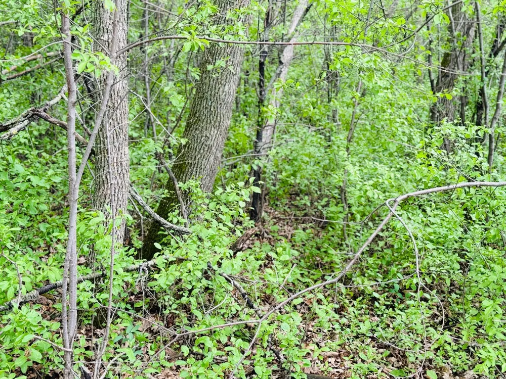 Lot 3 Canterbury Sands Trail Battle Lake, MN 56515