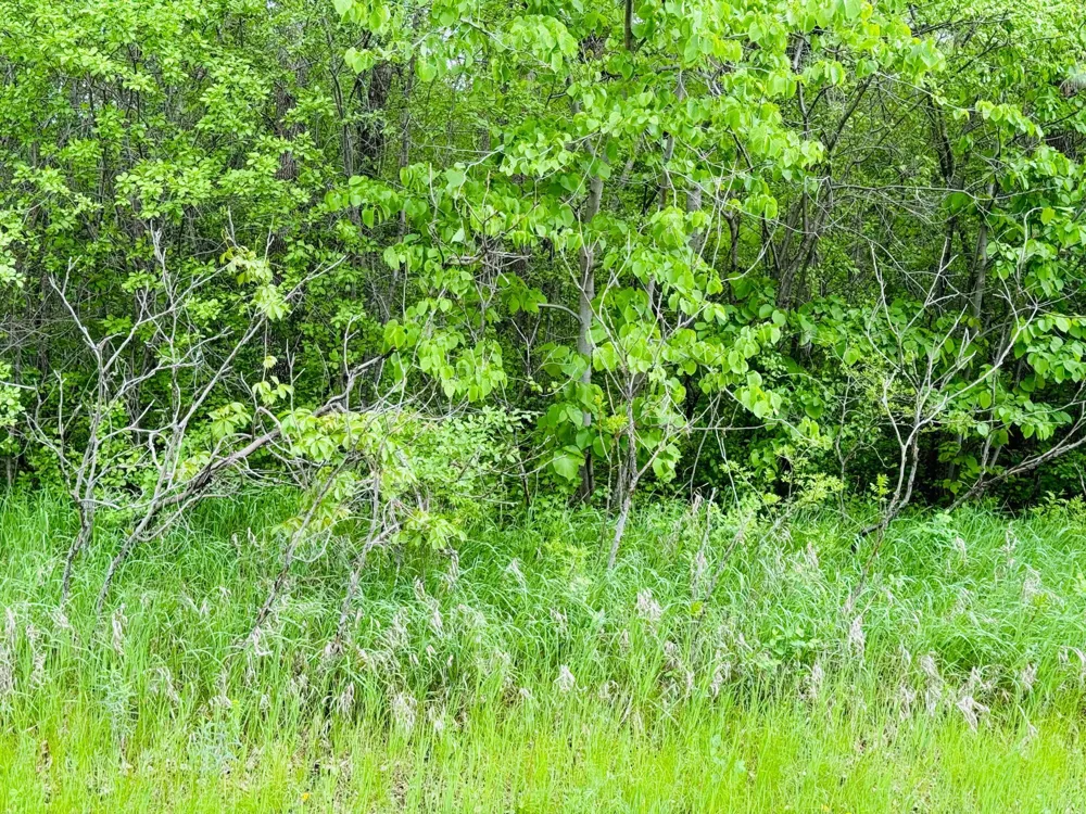 Lot 3 Canterbury Sands Trail Battle Lake, MN 56515