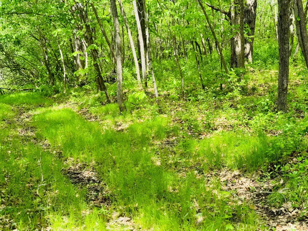 Lot 4 Canterbury Sands Trail Battle Lake, MN 56515