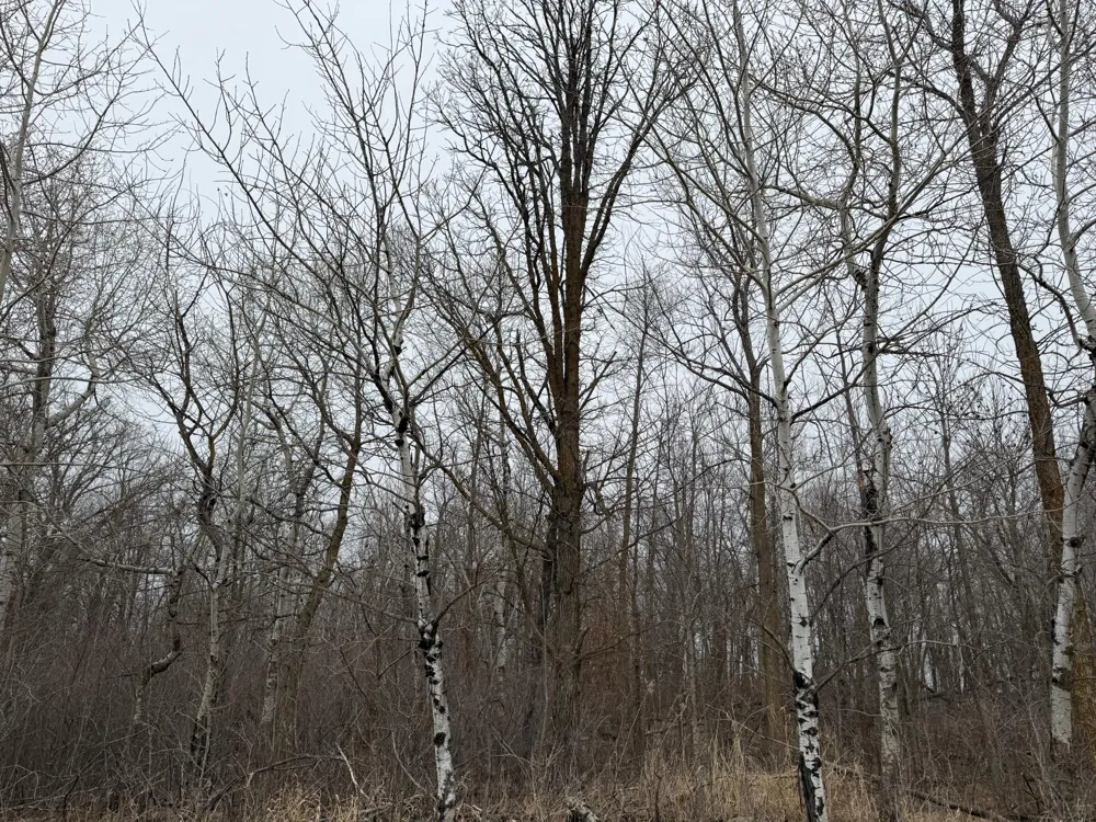 TBD 460th Street Gonvick, MN 56644