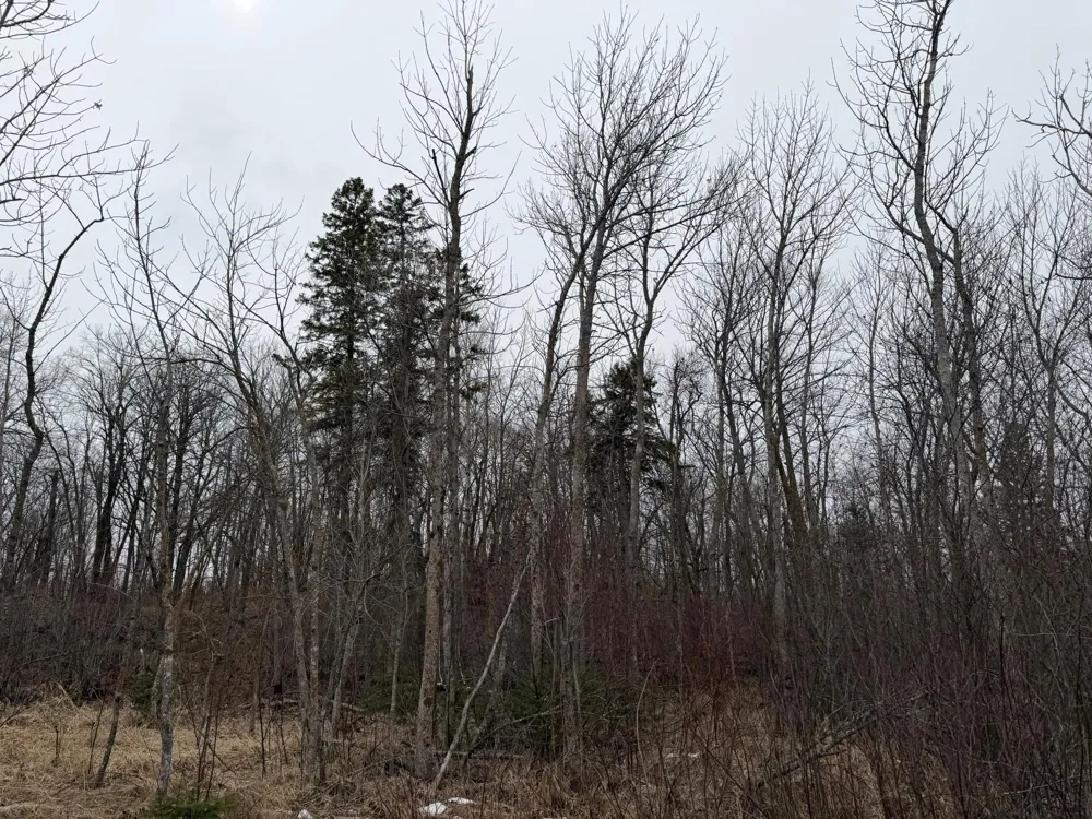 TBD 460th Street Gonvick, MN 56644