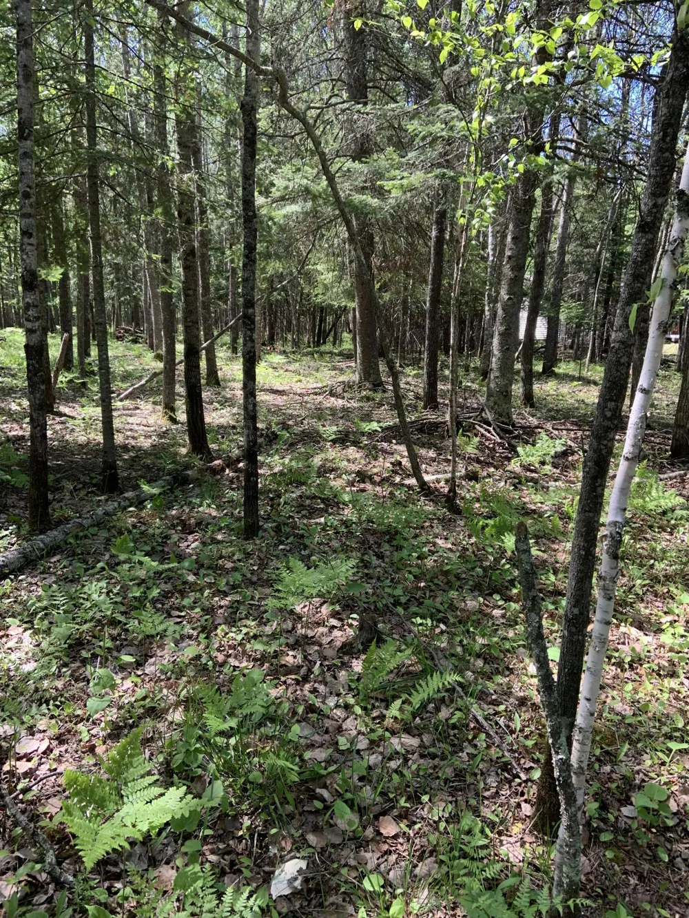 0000 Bass Lake Road Gilbert, MN 55741