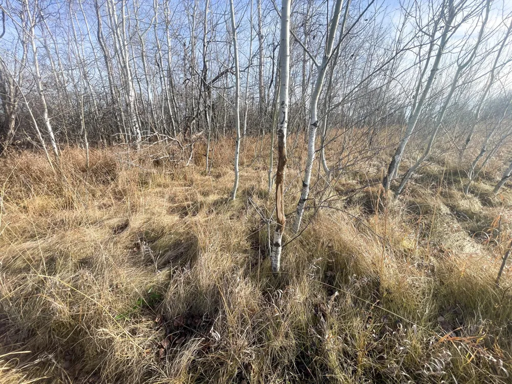TBD HWY 10 Thief River Falls, MN 56701