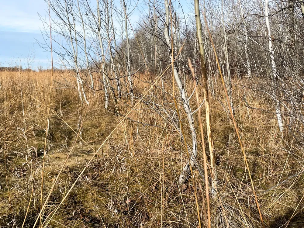 TBD HWY 10 Thief River Falls, MN 56701