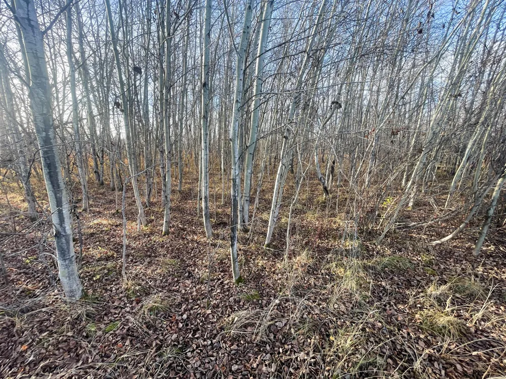 TBD 150th Street NW Thief River Falls, MN 56701