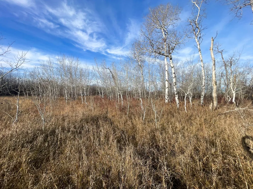 TBD 150th Street NW Thief River Falls, MN 56701