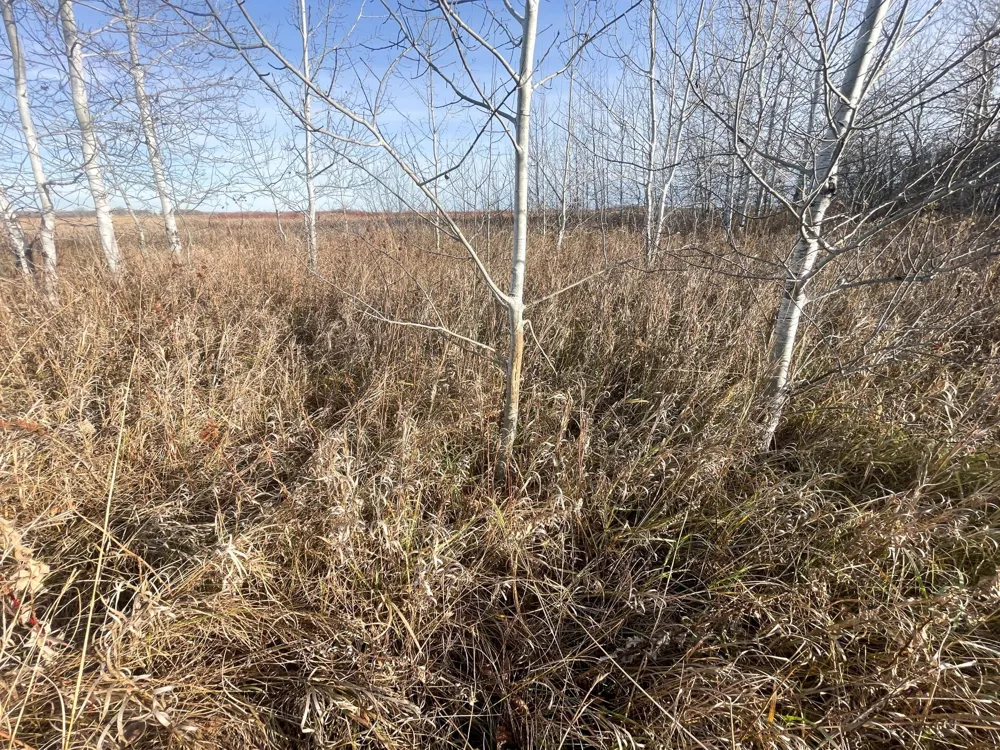 TBD 150th Street NW Thief River Falls, MN 56701