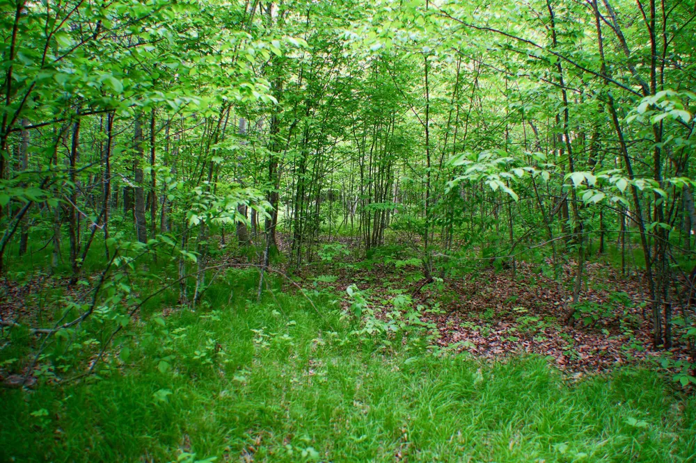 TBD- 315th Avenue Laporte, MN 56461