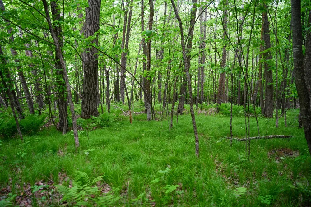 TBD- 315th Avenue Laporte, MN 56461