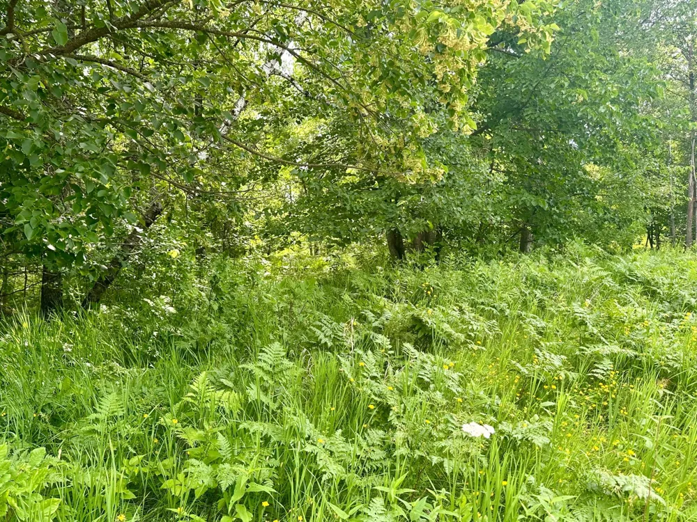 Lot 2 Blk 1 Eagle Drive NW Walker, MN 56484