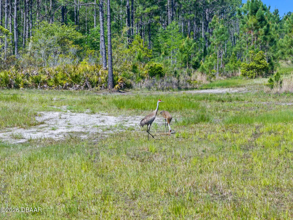 Carter Street Bunnell, FL 32110