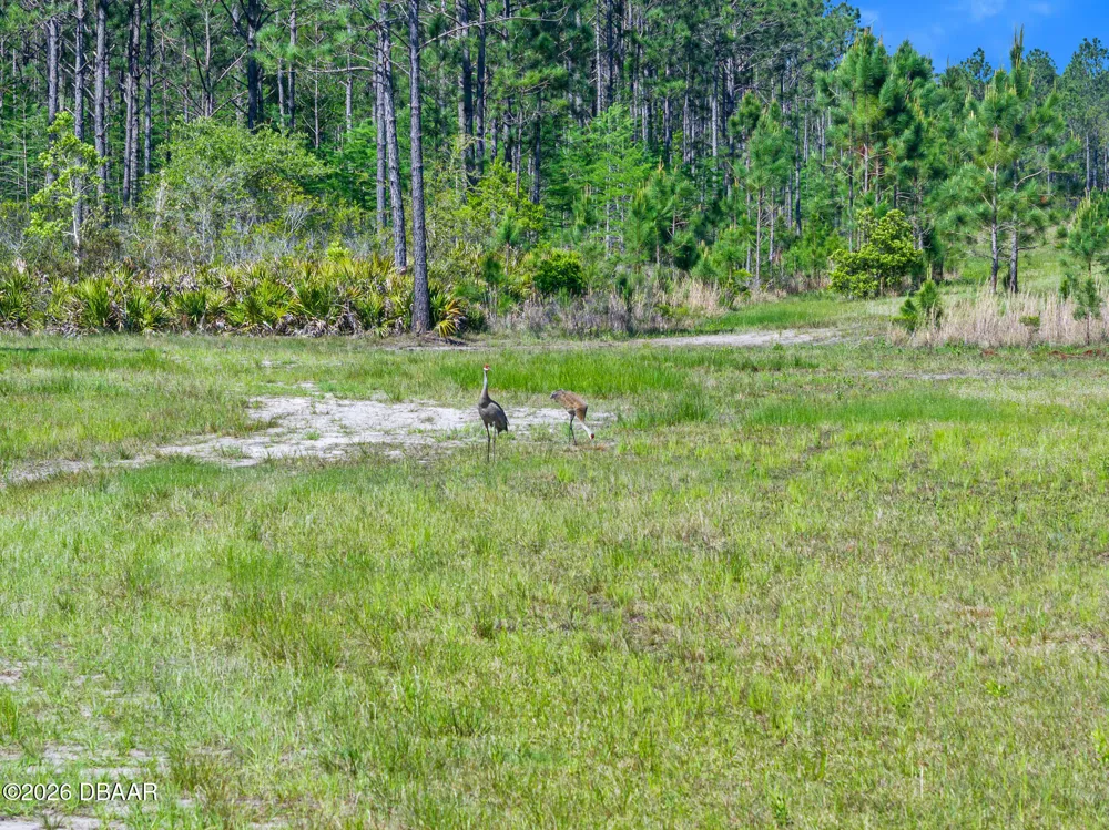 Carter Street Bunnell, FL 32110