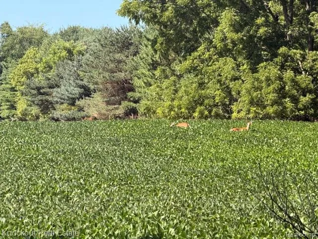 Murphy Lake Road Watertown Township, MI 48744