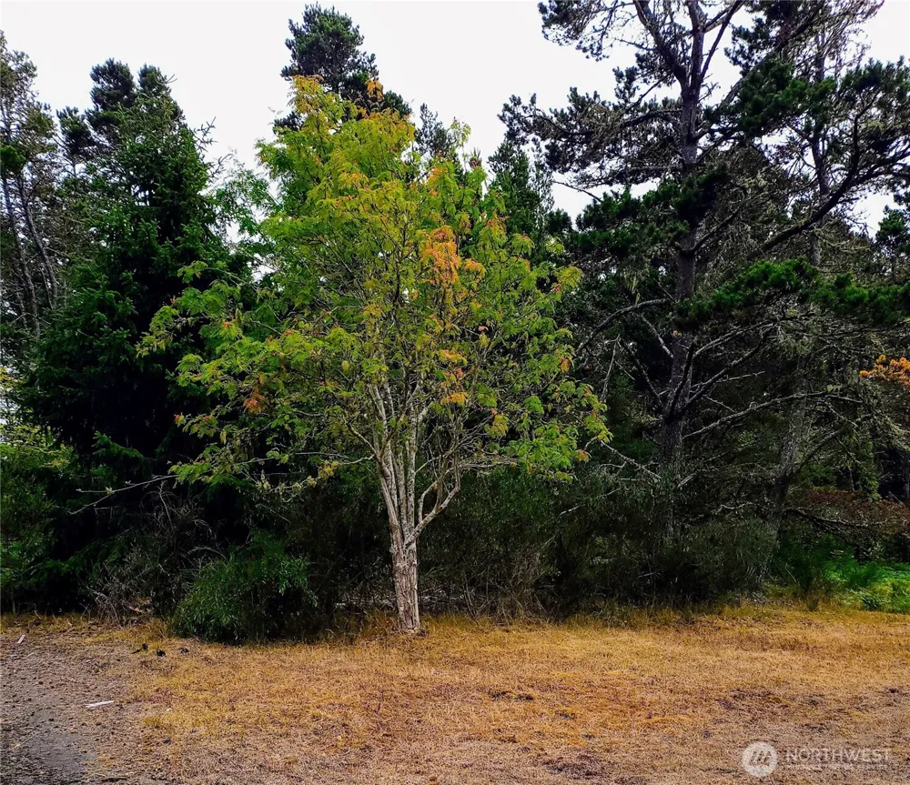 715 S Forrest Street Westport, WA 98595