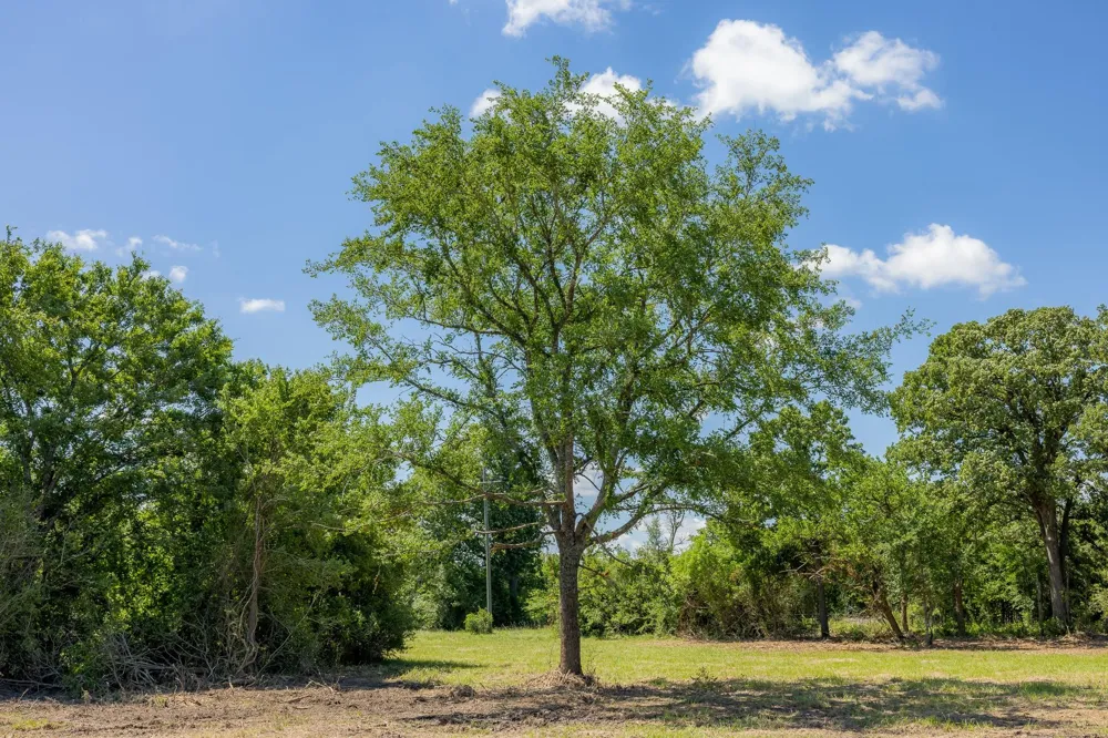 6512 Atakapan Trail Bedias, TX 77831